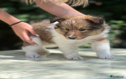 Shetland Sheepdog dogs for sale: Shetland Sheepdog/Sheltie puppy - Image 13