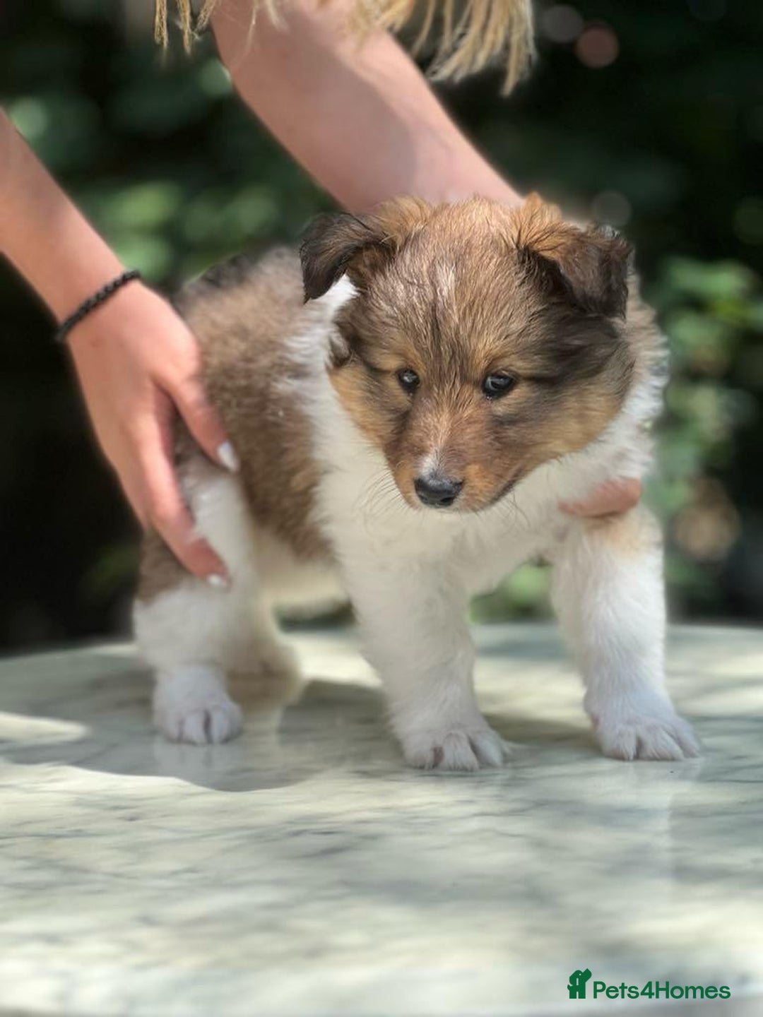Shetland Sheepdog dogs for sale: Shetland Sheepdog/Sheltie puppy - Image 13