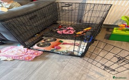 Cavapoo dogs for sale: Cavapoo F1B with extras - Image 6