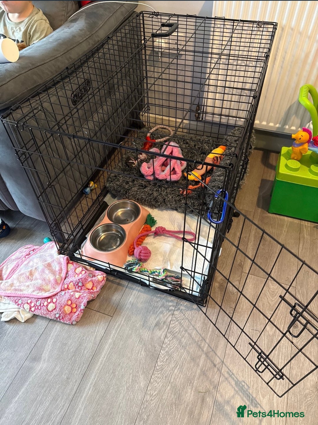 Cavapoo dogs for sale: Cavapoo F1B with extras - Image 6