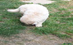 German Shepherd dogs for sale: German Shepherd pups ready end of August  - Image 10
