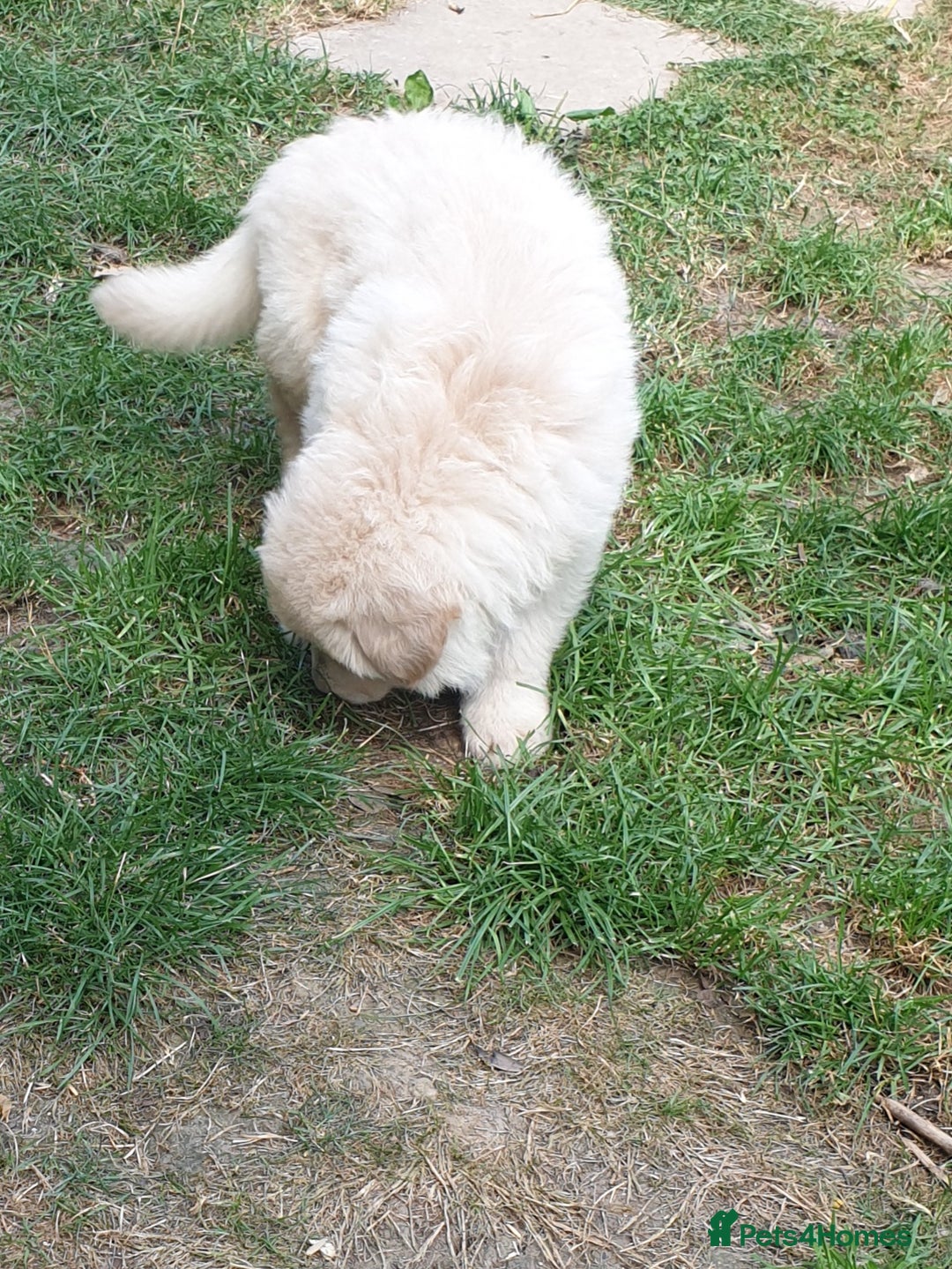 German Shepherd dogs for sale: German Shepherd pups ready end of August  - Image 10