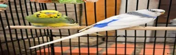 Budgerigars birds for sale: 12 Budgies Available  - Advert 9
