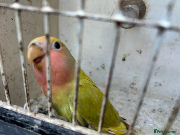 Lovebirds birds - Advert 7