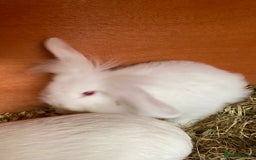 Mini Lion Lop rabbits for sale: Baby male rabbits ready now  - Image 8