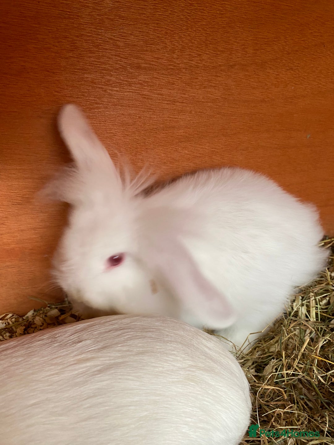 Mini Lion Lop rabbits for sale: Baby male rabbits ready now  - Image 8