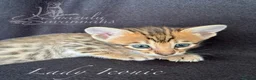 Savannah cats for sale: Exceptional Quality Tica Regist. Savannah kittns - Advert 30