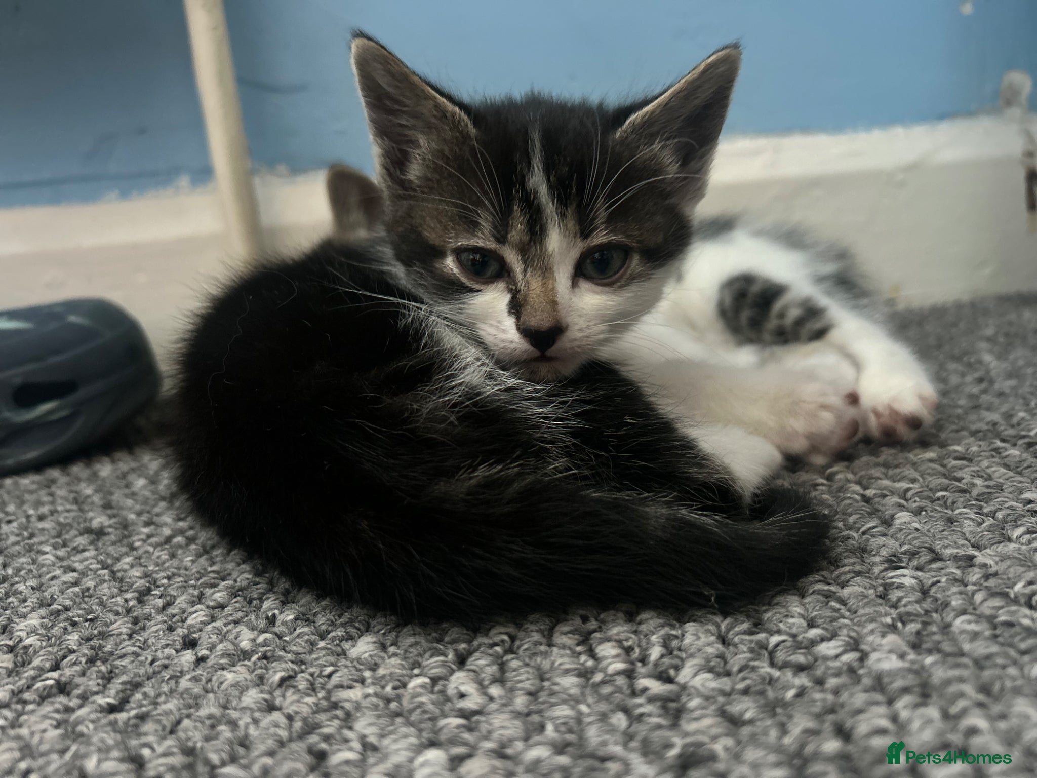 Mixed Breed cats 2 kittens, 1 boy 1 girlc - Advert 8