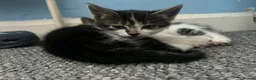 Mixed Breed cats for sale: 2 kittens, 1 boy 1 girlc in Worthing - Advert 3