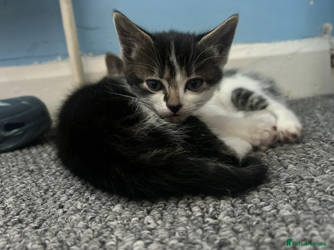 Mixed Breed cats for sale: 2 kittens, 1 boy 1 girlc in Worthing - Advert 3