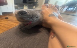 British Shorthair cats for sale: 🐾 British Shorthair Kittens 🐾 - Image 16