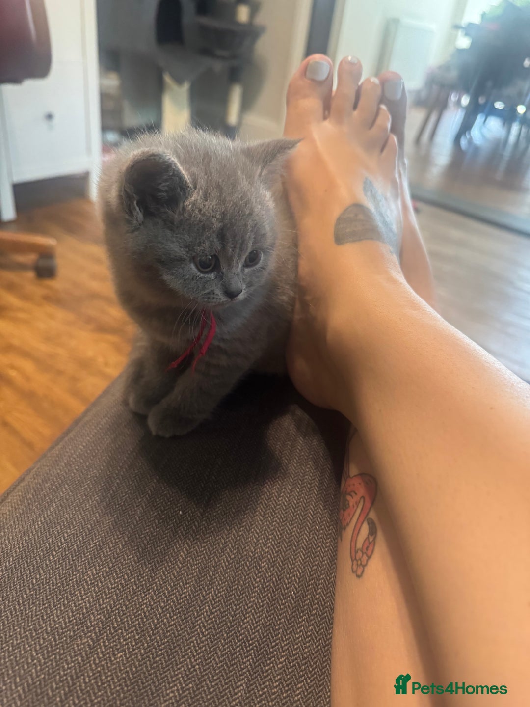 British Shorthair cats for sale: 🐾 British Shorthair Kittens 🐾 - Image 16