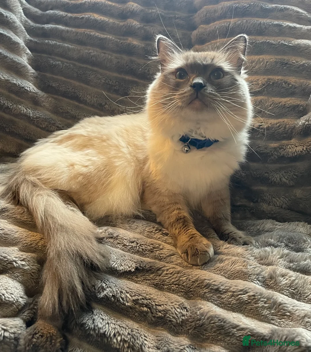 Ragdoll cats for sale: Rare lilac Ragdoll for rehoming  - Advert 2