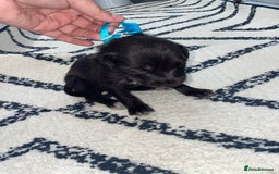 Whippet dogs for sale: Collie X whippet X whippet  - Image 13