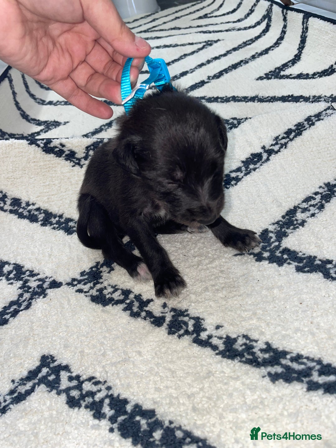Whippet dogs for sale: Collie X whippet X whippet  - Image 13