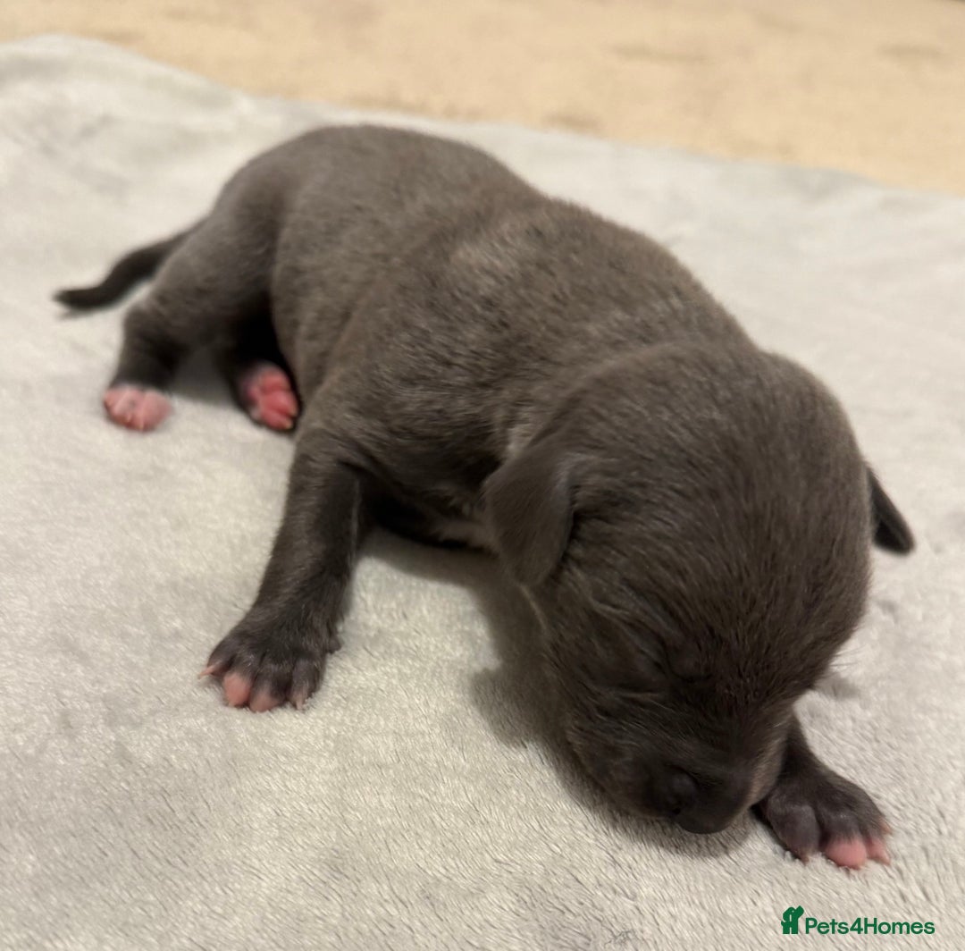 Whippet dogs for sale: KC Registered Whippet Puppies For Sale - Advert 11