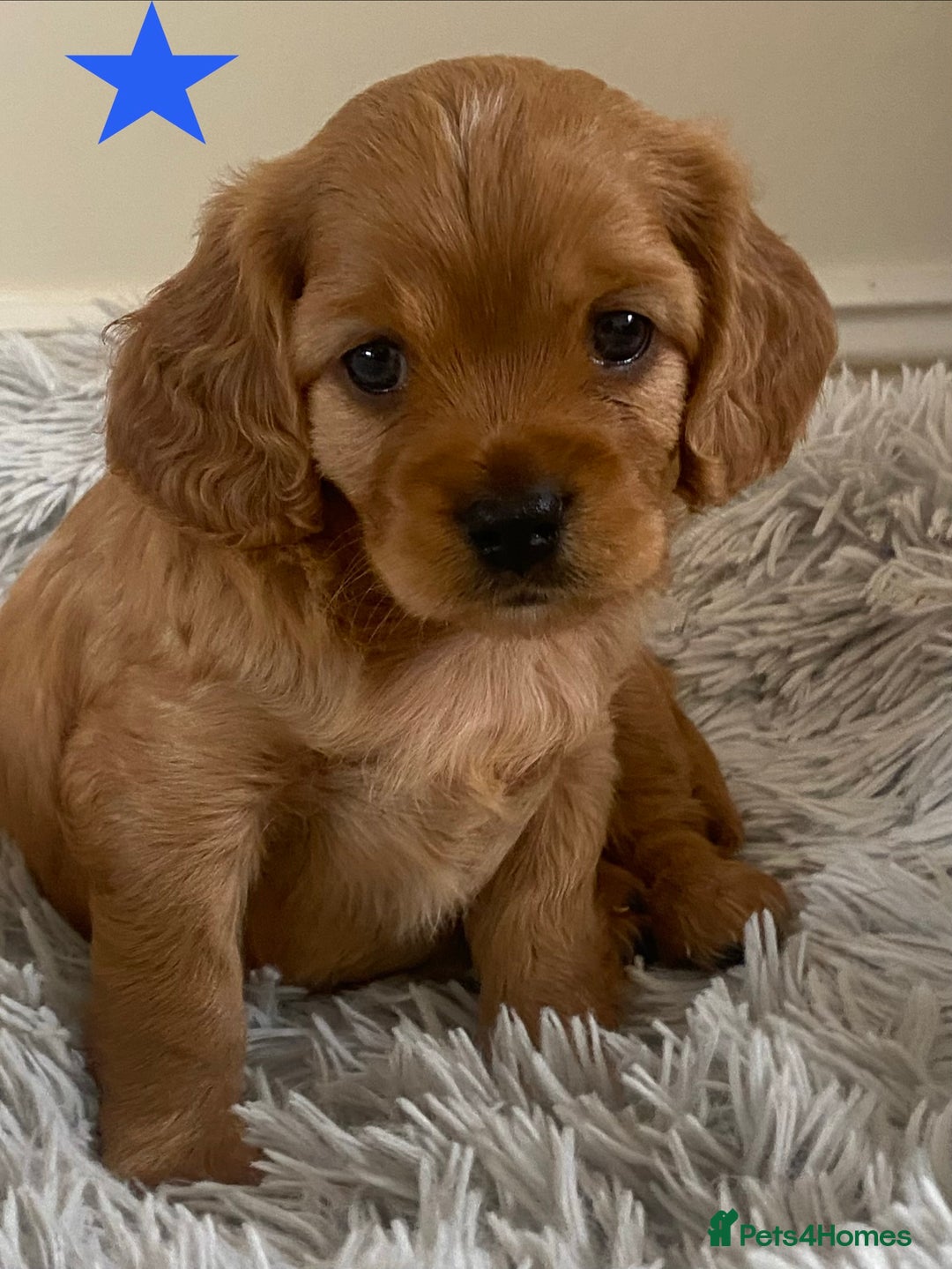 Cavapoo dogs for sale: Beautiful Cavapoo Puppies  - Image 33