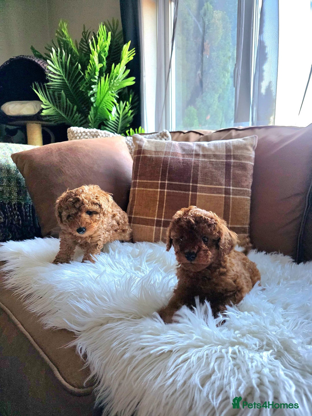 Toy Poodle dogs for sale: TINY RED KC PEDIGREE TOY POODLE PUPPIES - Advert 7