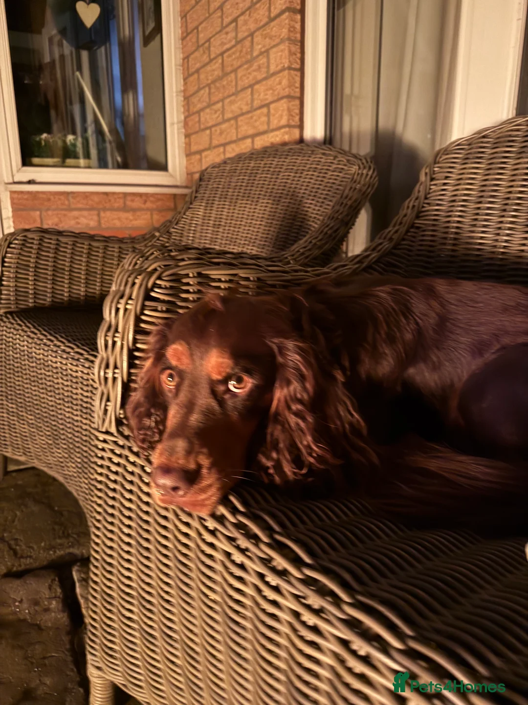 Cocker Spaniel dogs for stud: 🐾 Proven Stud - Healthy Working Cocker Spaniel 🐾 - Advert 19