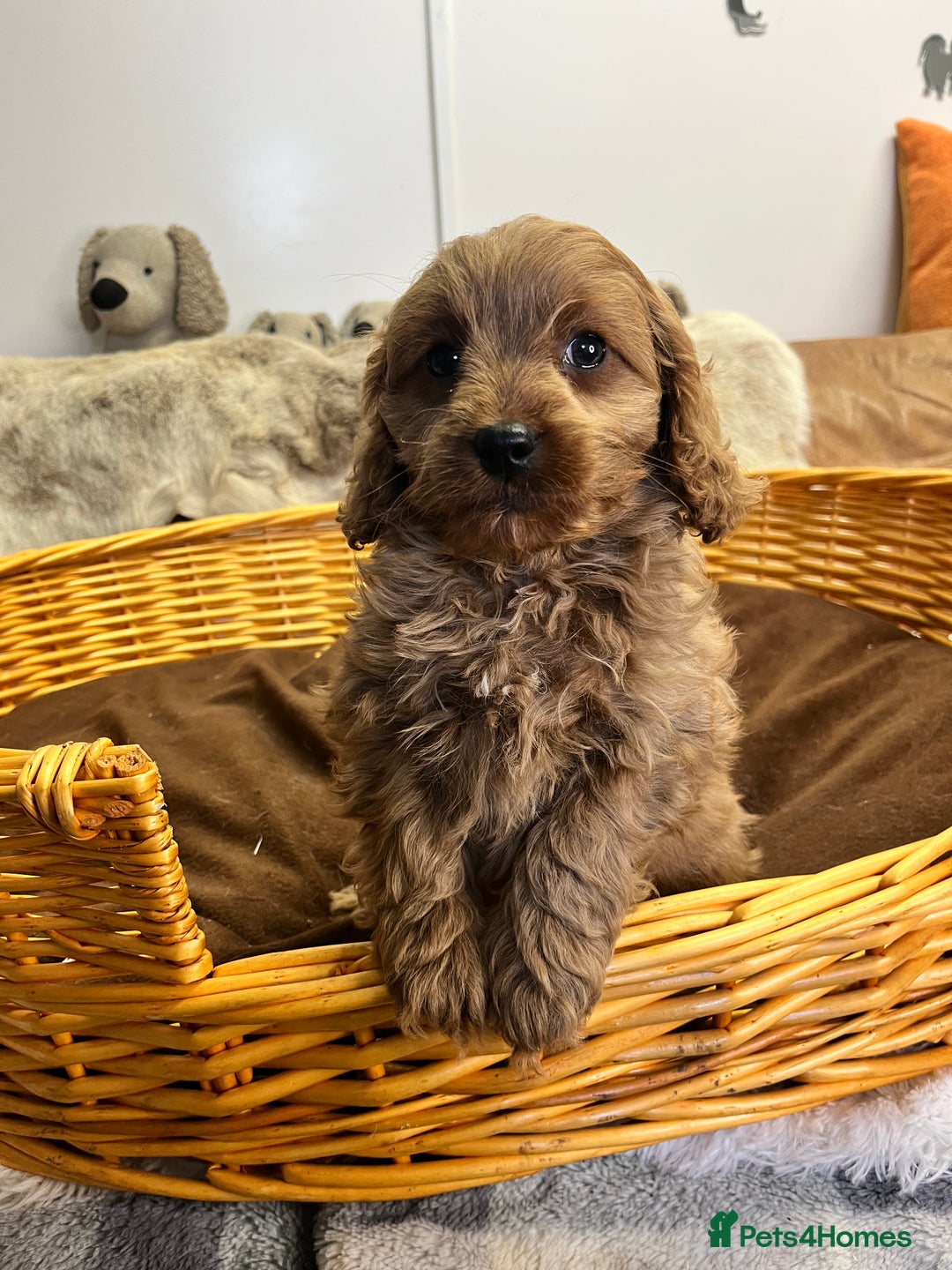 Cavapoo dogs for sale: stunningly stunning F1 Cavapoos - Advert 9