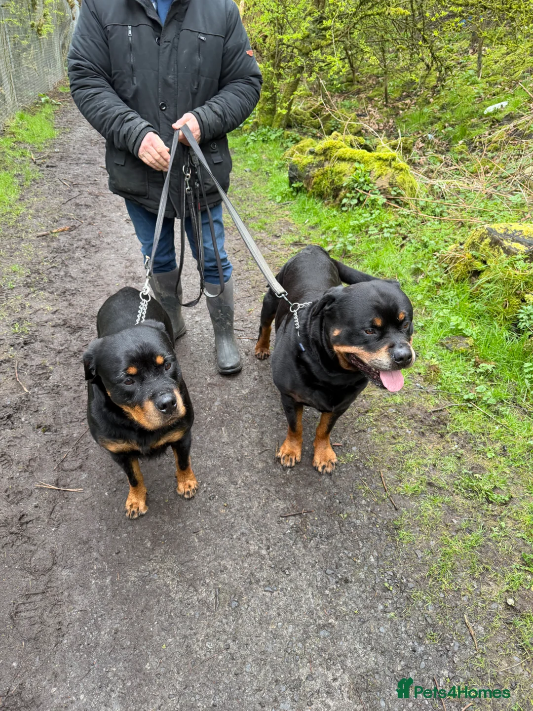 Rottweiler dogs for sale: rottweiler pups in Barnoldswick - Advert 3