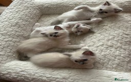 Ragdoll cats for sale: 5 Pure Ragdoll kittens - All Females -Pickup Ready - Image 4