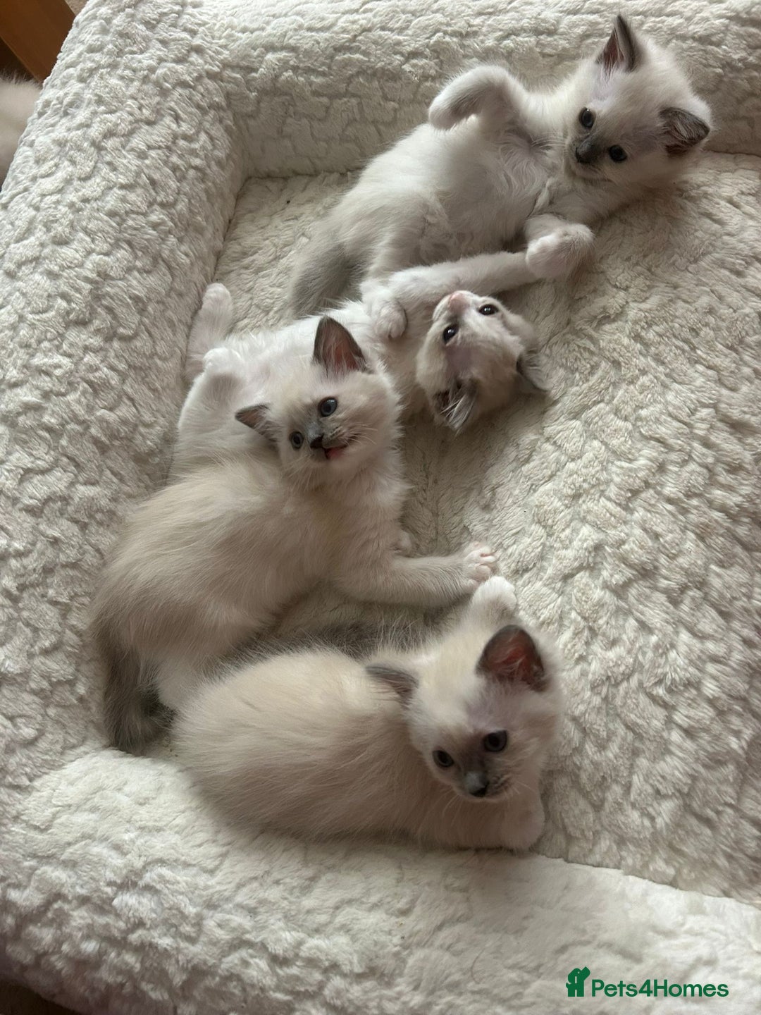 Ragdoll cats for sale: 5 Pure Ragdoll kittens - All Females -Pickup Ready - Image 4
