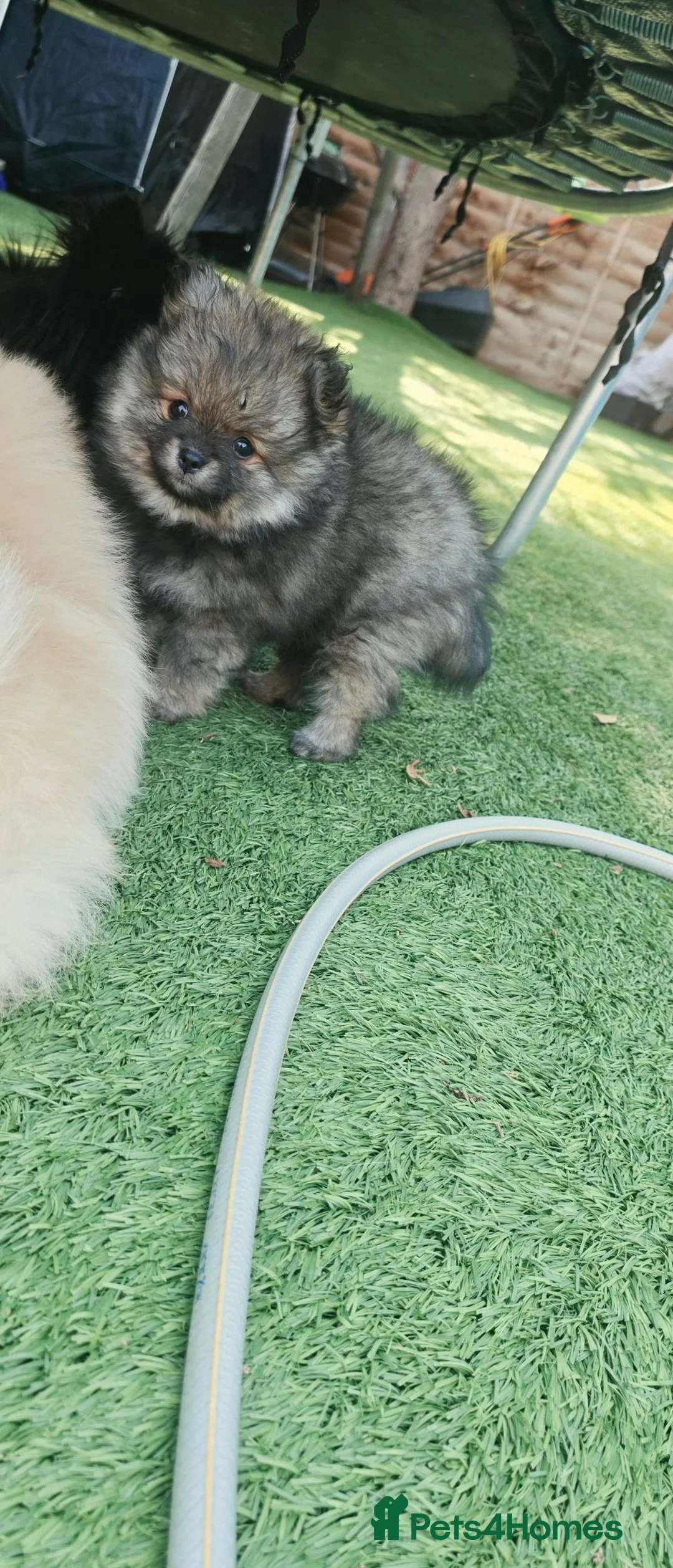 Pomeranian dogs for sale: LAST POMERANIAN BEAR LEFT! - Advert 2