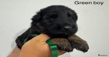 German Shepherd dogs - Advert 5