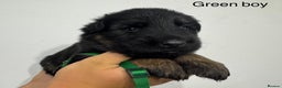 German Shepherd dogs for sale: GERMAN SHEPHERD LONG COATED PUPPIES - Advert 2