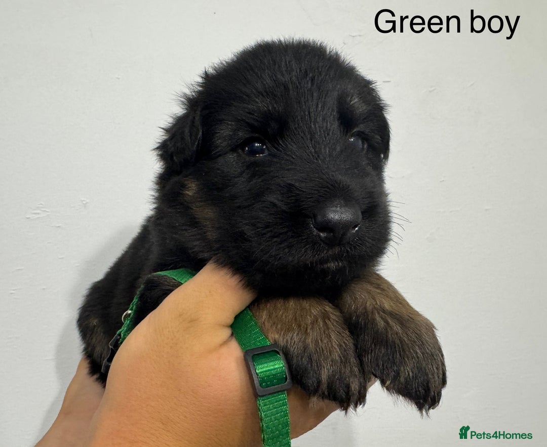 German Shepherd dogs for sale: GERMAN SHEPHERD LONG COATED PUPPIES - Image 2