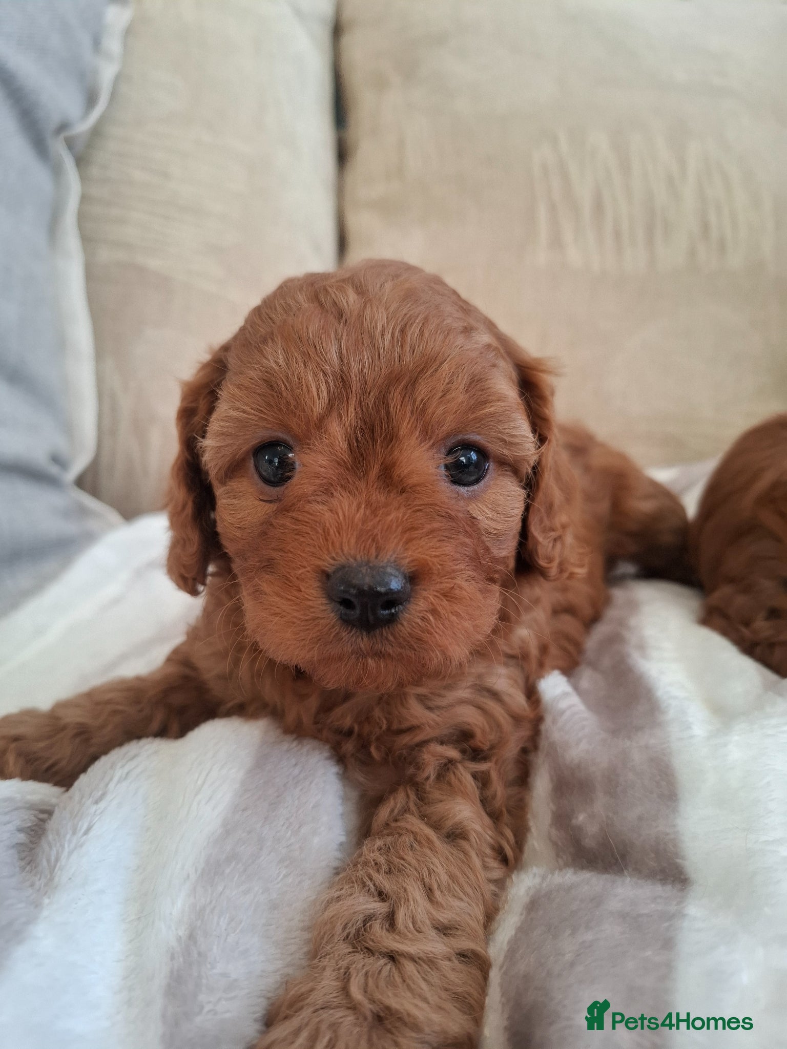 Cavapoo dogs F1 Toy Teddy bear cavapoos. Health tested parents - Advert 6