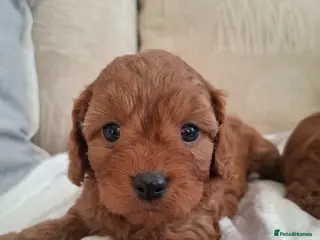 Cavapoo dogs F1 Toy Teddy bear cavapoos. Health tested parents - Advert 6