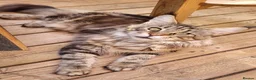 Maine Coon cats for sale: Adult Maine Coon female - Advert 5
