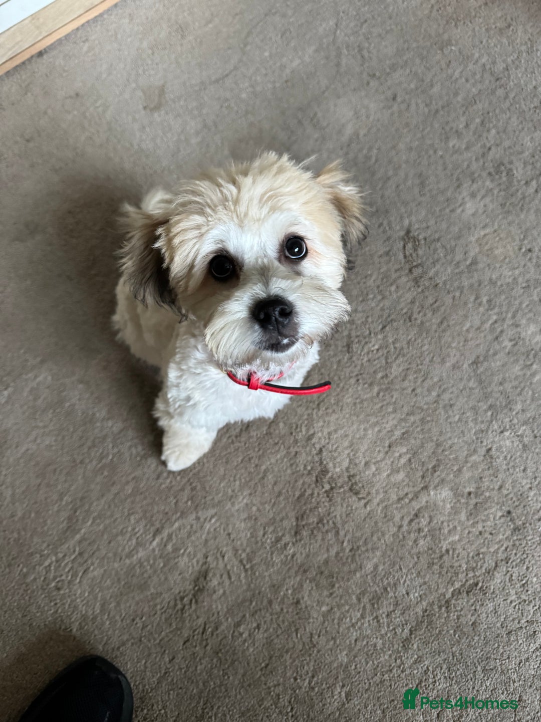 Mixed Breed dogs for sale: Male pup  - Advert 6