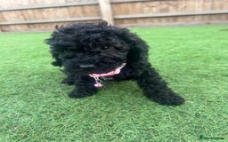 Cockapoo dogs for sale: F1B COCKERPOOS LOOKING FOR THERE FORVER HOME ❤️ - Image 7