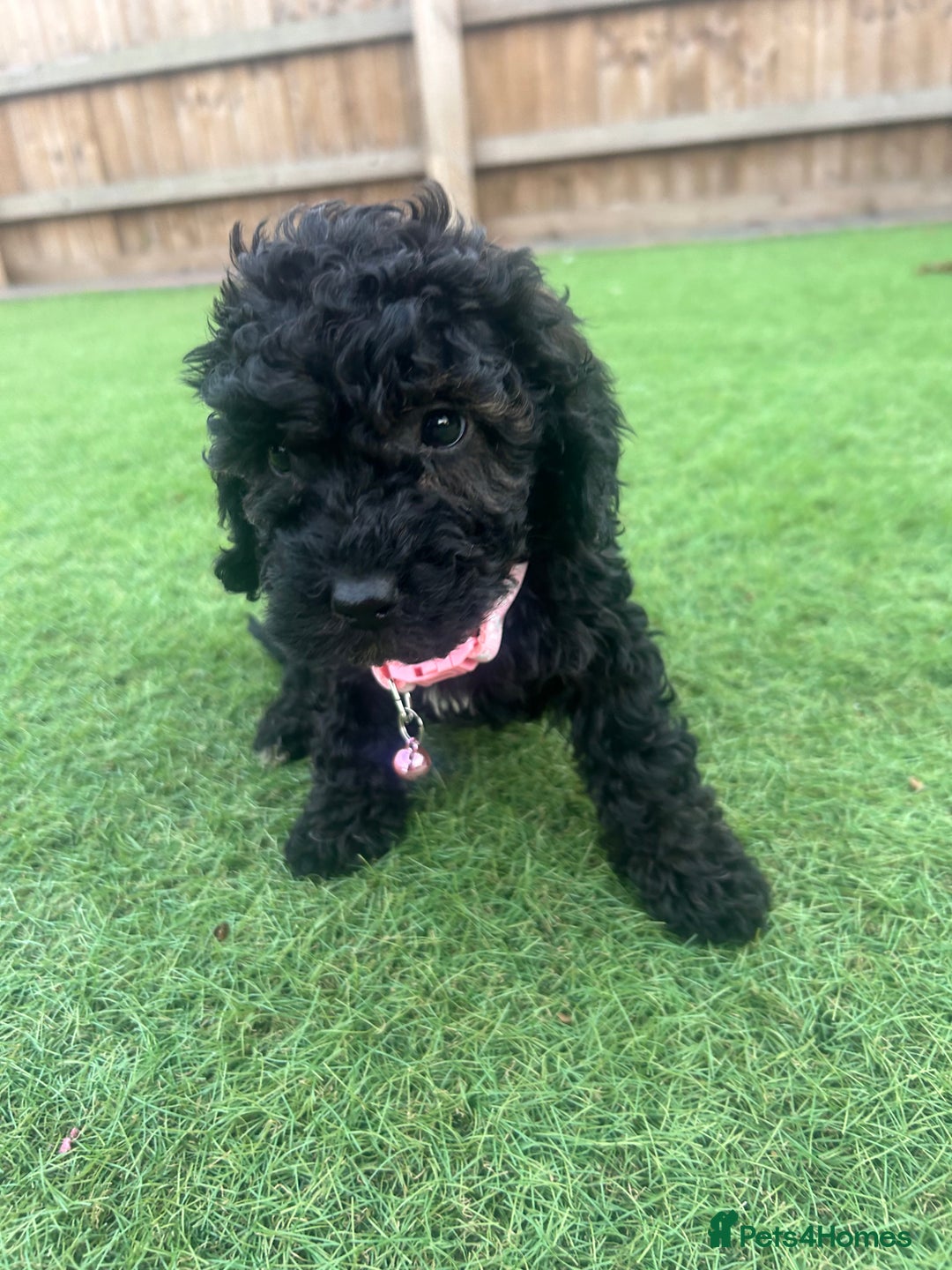 Cockapoo dogs for sale: F1B COCKERPOOS LOOKING FOR THERE FORVER HOME ❤️ - Image 7