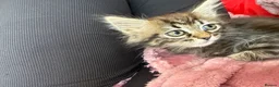 Mixed Breed cats for sale: 🐾 6 Beautiful Bengal × British Longhair Kittens🐾 - Advert 32