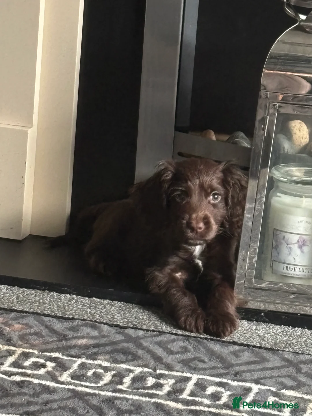 Cocker Spaniel dogs for sale: 3 beautiful cocker spaniel puppy’s  - Advert 5