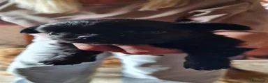 Chihuahua 1