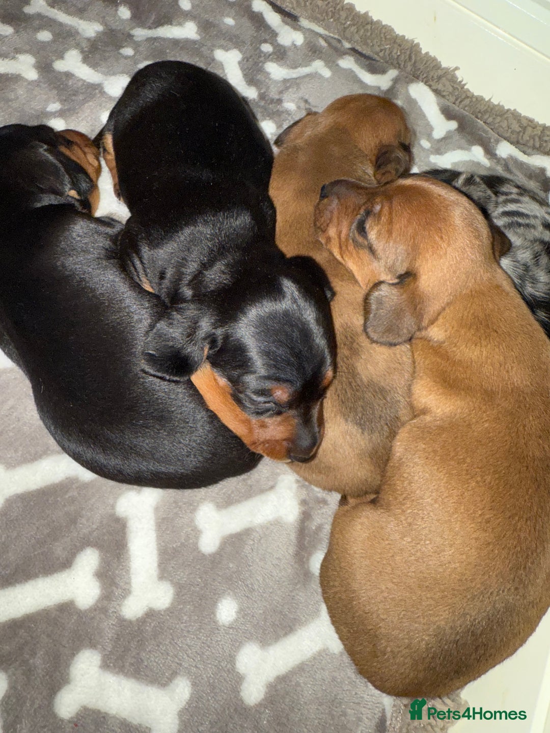 Miniature Dachshund dogs for sale: Top quality Miniature dachshund puppies. - Image 14