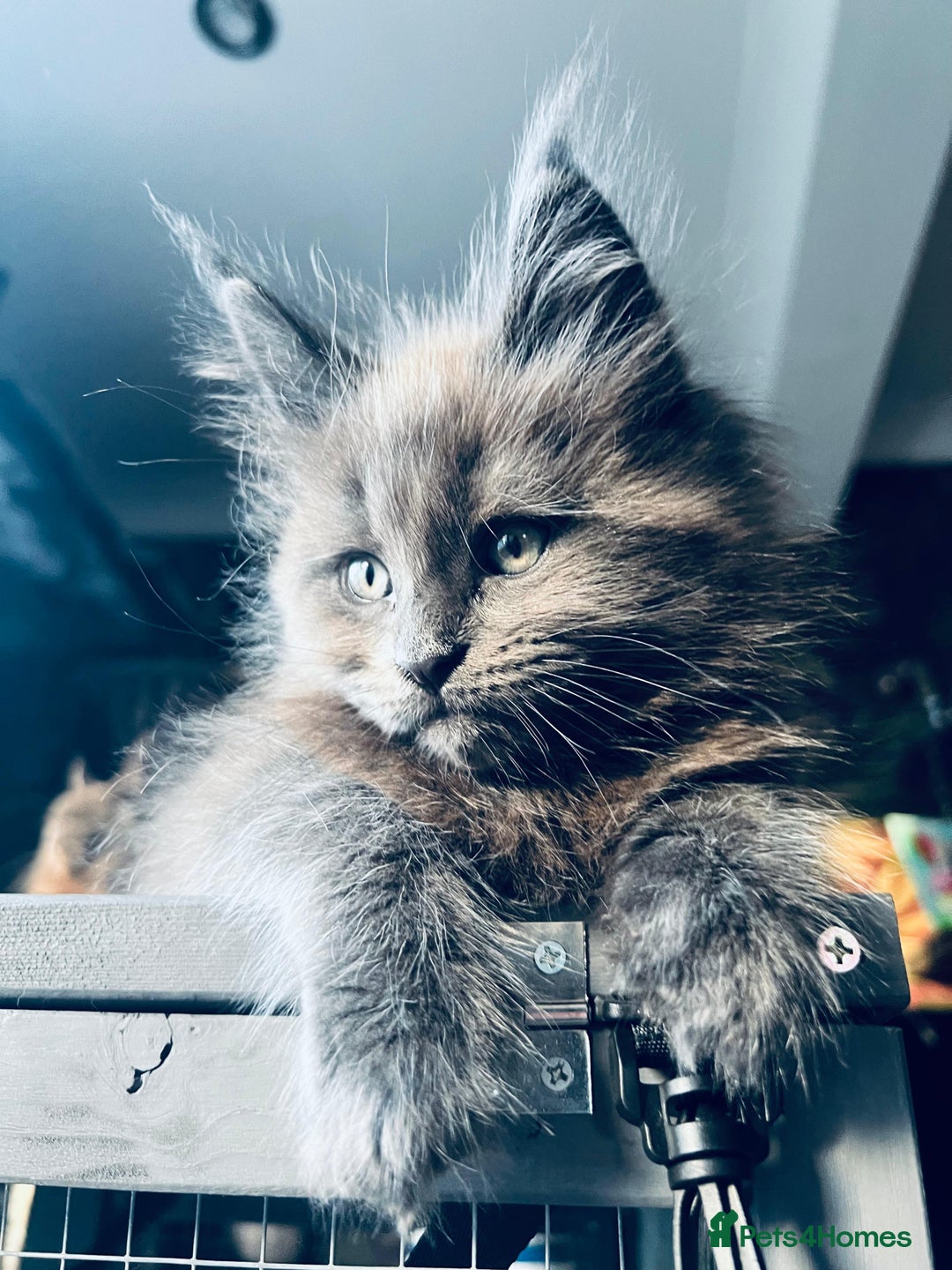Maine Coon cats for sale: Blue Smoke Pure Breed Maine Coon Kittens Available - Advert 3