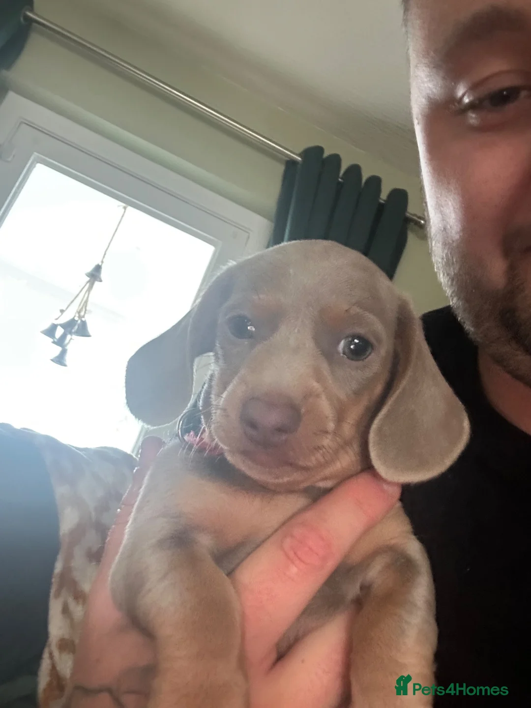 Miniature Dachshund dogs for stud: Enzo Miniature dachshund  - Advert 7