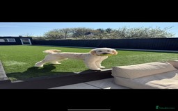 Goldendoodle dogs for sale: Golden doodle puppies for sale  - Image 4