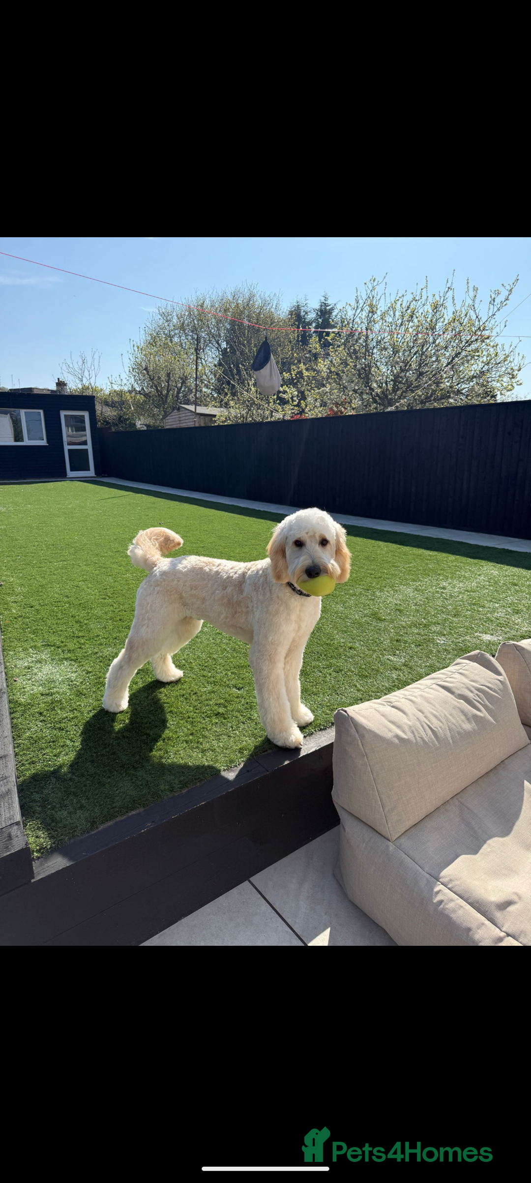 Goldendoodle dogs for sale: Golden doodle puppies for sale  - Image 4