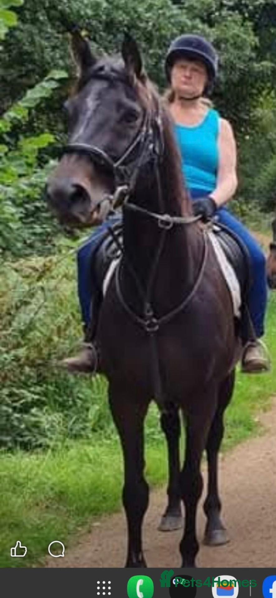 Irish Sports horses Monty - Advert 4