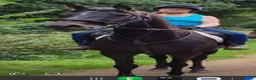 Irish Sports horses for sale: Monty in Nottingham - Advert 1