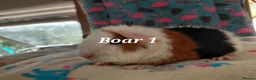 Guinea Pig rodents for sale: Baby Longhaired/Teddy Boars/Brothers RTR - Advert 12