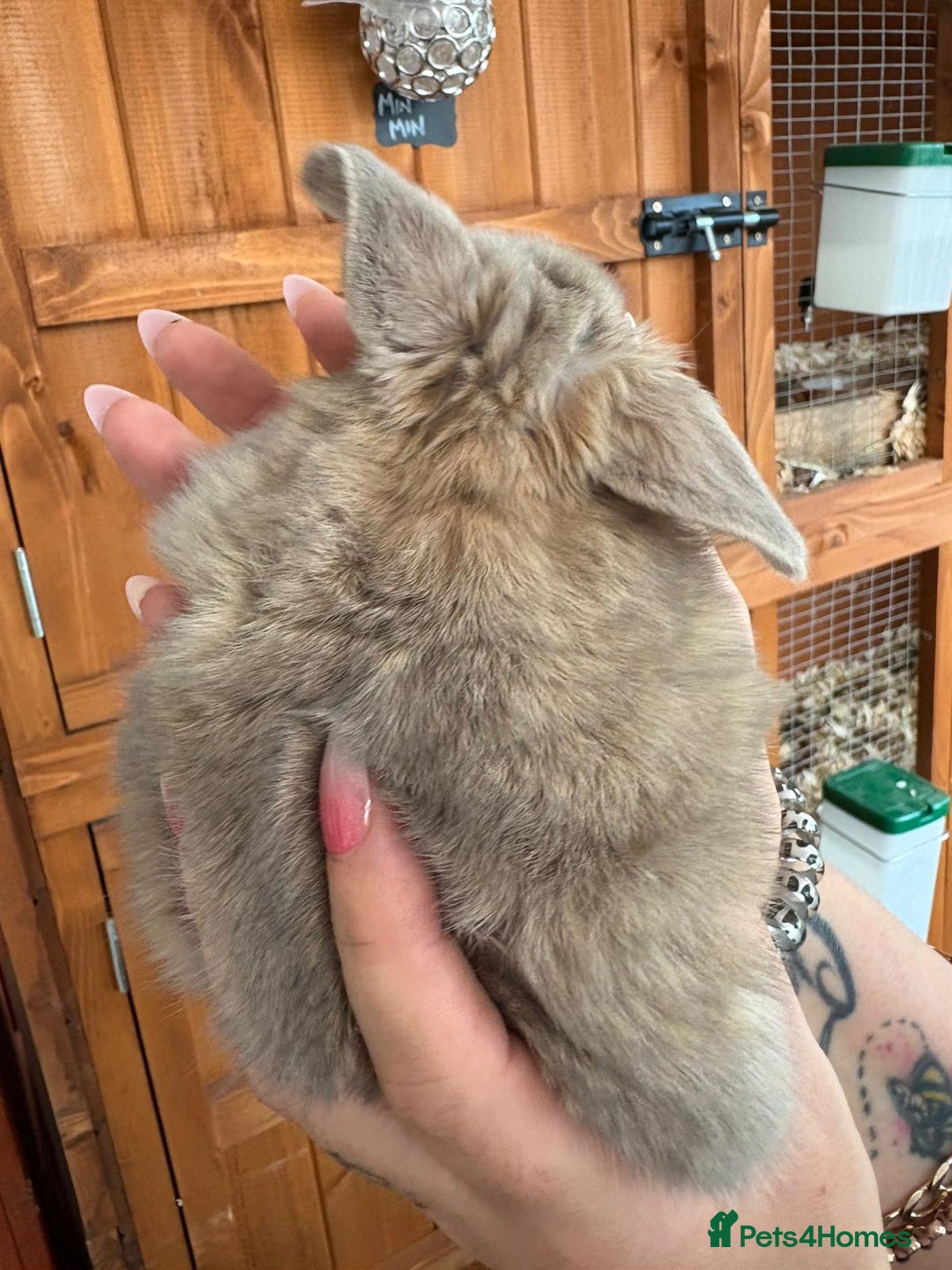 Mini Lop rabbits for sale: Beautifully bred mini lops - Image 3