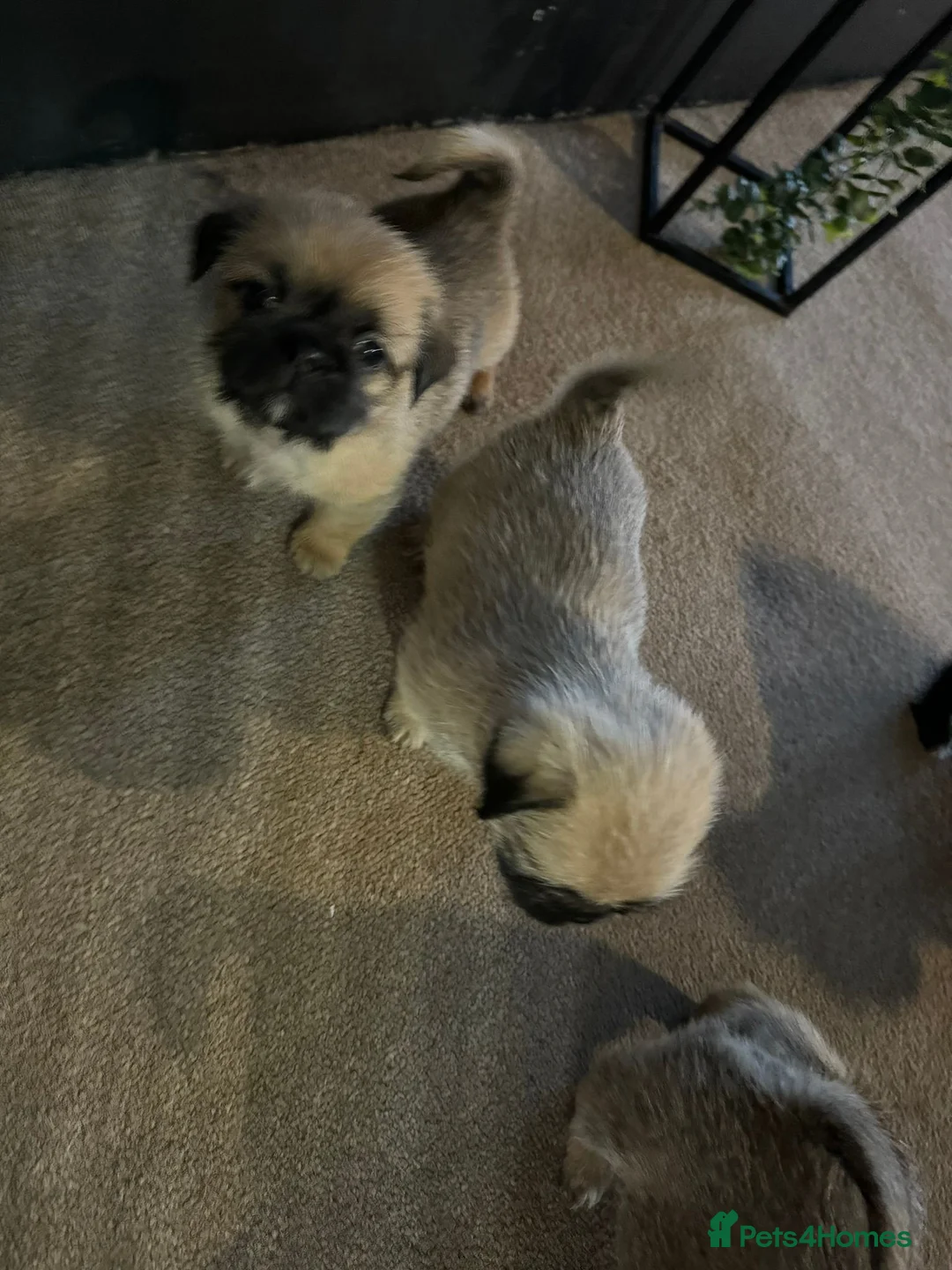 Mixed Breed dogs for sale: 5x Shih-tzu x Pug pups in Ayr - Advert 2